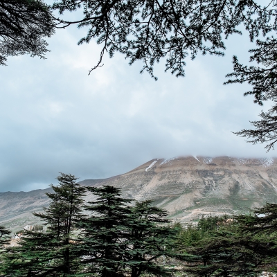 Barouk Cedars